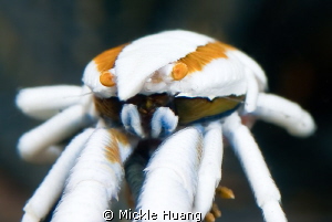 FACE
Elegant squat lobster
Seraya Bali by Mickle Huang 